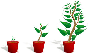 צמחים בגדלים שונים